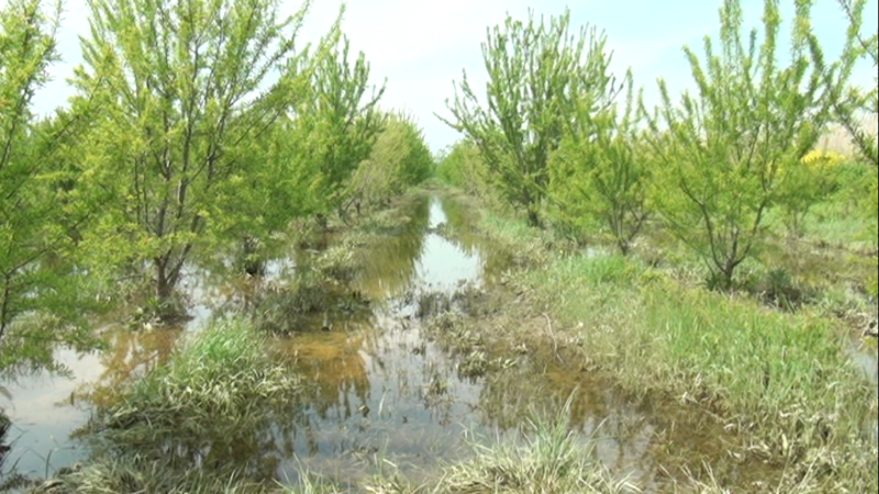 Aqrar Sığorta Fondunun rəhbərliyi zərər dəymiş təsərrüfatlarda olub - FOTOLAR